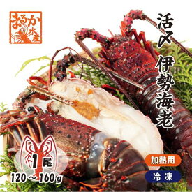 活〆伊勢海老（冷凍加熱用）小サイズ 1尾 120～160g [冷凍伊勢海老]