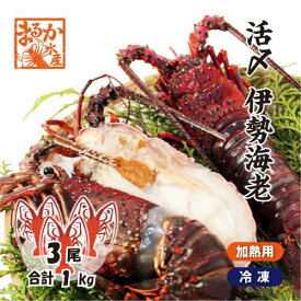 活〆伊勢海老（冷凍加熱用）大きめサイズ 3尾入 1.0kg 送料無料[冷凍伊勢海老]