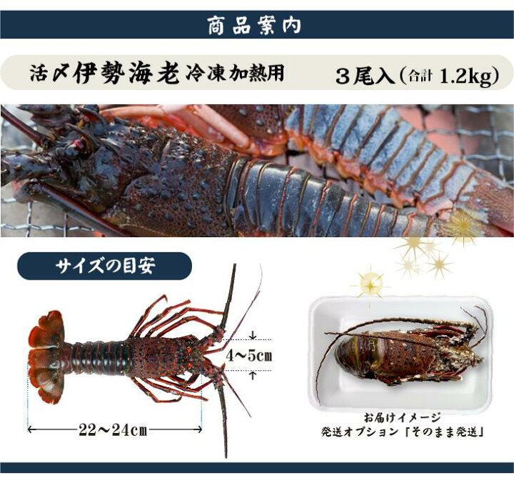 楽天市場】活〆伊勢海老（冷凍加熱用）大サイズ 3尾入 1.2kg 送料無料  
