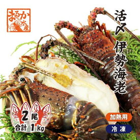 活〆伊勢海老（冷凍加熱用）特大サイズ 2尾入 1kg 送料無料[冷凍伊勢海老]
