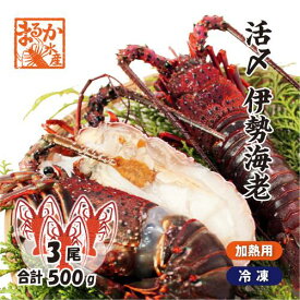 活〆伊勢海老（冷凍加熱用）小さめサイズ 3尾入 500g 送料無料[冷凍伊勢海老]