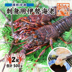 □刺身用伊勢海老 凍眠冷凍 標準サイズ 2尾入 500g ★[刺身用伊勢海老]