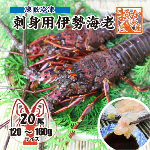 hgpɐCV Ⓚ TCY 120`160g[hgpɐCV]