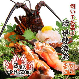 捌いて発送 国産天然 伊勢海老 小さめサイズ 3尾入 500g ★[伊勢海老]