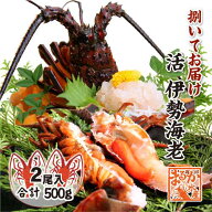 捌いて発送 国産天然 伊勢海老 標準サイズ 2尾入 500g ★[伊勢海老]