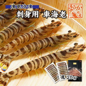 刺身用車海老 凍眠冷凍 25g [冷凍車海老]