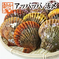 アッパッパ　活〆　三重県産 10個 ひおうぎ貝　[桧扇貝]