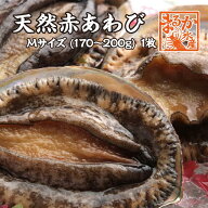 天然赤あわび（メガイアワビ）Mサイズ 170〜200g　1枚 [あわび]