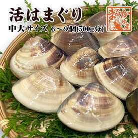 活はまぐり 中大サイズ 国産 [はまぐり]