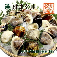 活はまぐり 中サイズ 40〜60g 国産 [はまぐり]