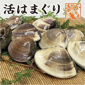 活はまぐり　特大サイズ 90g〜140g　7〜11個 　1kg分　国産　[はまぐり]