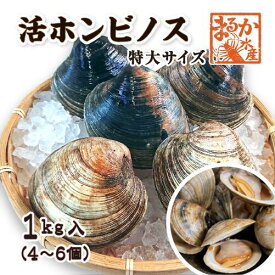 活 ホンビノス貝 特大サイズ（4～6個）