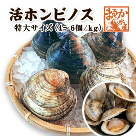 活 ホンビノス貝 特大サイズ（4～6個）