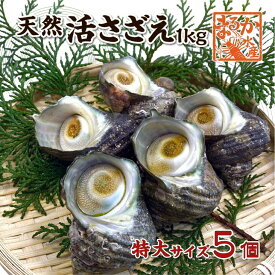 天然活 さざえ 特大サイズ 1kg 5個 180～250g [さざえ]