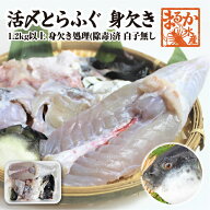 活とらふぐ身欠き 1.2kgサイズ 身欠処理（除毒）済/ 白子は入っていません [活河豚]