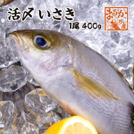 活〆いさき 1尾 400g 下調理できます[イサキ]