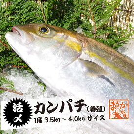 活〆カンパチ 1尾 3.5～4.0kgサイズ（養殖）[魚介類]