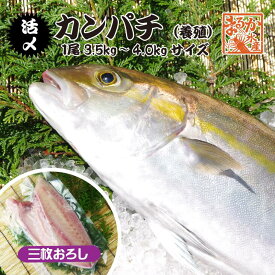 活〆カンパチ 1尾 捌いてお届け！ 3.5～4.0kgサイズ（養殖）[魚介類]