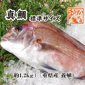 活〆 真鯛 捌いてお届け！ 標準サイズ 1尾 1.2kg　[魚介類]