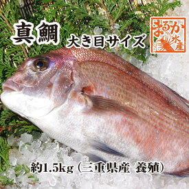 活〆 真鯛 大きめサイズ 1尾 1.5kg　[魚介類]