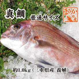 活〆 真鯛 捌いてお届け！ 普通サイズ 1尾 1.0kg　[魚介類]