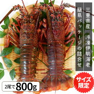 伊勢海老 三重県産 2尾で800g サイズ限定特別価格 送料無料 刺身用瞬間冷凍 伊勢エビ イセエビ 敬老の日 …
