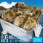 桃こまち 牡蠣 カンカン焼き 20個 ミニ缶入 （牡蠣ナイフ・片手用軍手付）三重県鳥羽の離島 希少 牡蛎 殻付き牡蠣 海鮮 バーベキューセット