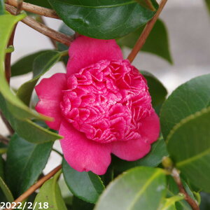 yiE_No.7802z c؁@Hgq 12 c 145cmi엿tjyA`DAzy֕c coLzyA ؁zy Ԗ؁zyԁzy c؁z _kki