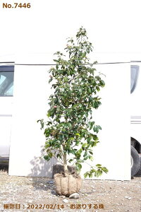 ց@c؁@Iׂ@G@ږ؍c@190-220cm i엿tj@yA`DAzy֕c coLzyA ؁zy Ԗ؁zyԁzyց@c؁z