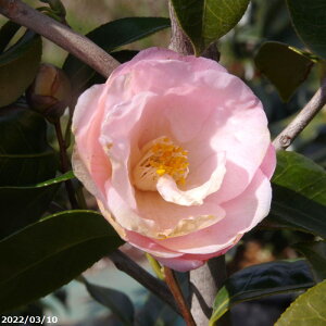 y10%OFFN[|ΏہI`10/30zyiE_No.7727z c@t(tg) ږ 12 c 184cm i엿tjyA`DAzy֕c coLzyA ؁zy Ԗ