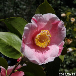 【10%OFFクーポン対象!〜10/30】【現品・一点物No.4964】 椿 苗 昭和の光 接木 17号 抜き苗 高さ240cm (旧:No.8891)(長期化成肥料付)【半日陰〜好日性植物】【椿苗 ツバキ】【植木 庭木】【樹木