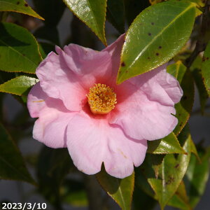 yiE_No.8208z c ؁@yLy 10 130cm (엿t) yA`DAzy֕c coLzyA ؁zy Ԗ؁zyԁzyrXPcoL ̏zy c