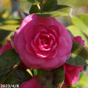  c@W(g) }4Nc 5@65-75cmi엿tjyA`DAzy֕c coLzy~͑fށzyԁzyԖ؁zy c؁z