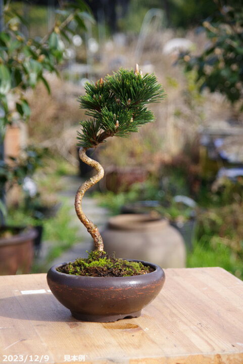 楽天市場】八ツ房 黒松 千寿丸 4号【送料無料】【盆栽素材】【松盆栽 