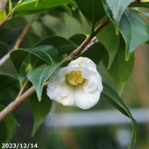 ց@c@̏@8|bg(24cm)@90-105cm i엿tjyzyA`DAzy֕c coLzyA ؁zy Ԗ؁zyԁzyց@c؁z