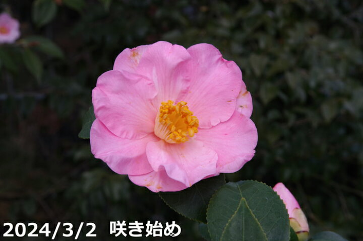 楽天市場】椿 苗 福娘(B) 3年生挿木苗 4号 （長期化成肥料付）【半日陰  