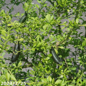 yi_No.1067zʎ c؁@tBK[C@O[Tt@CA@ږؕc@10@120cmi엿tjyA ؁zy Ԗ؁zyA x_|zyϊ؁z
