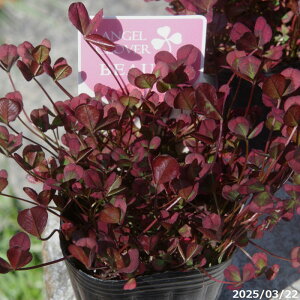 N@GWFN[o[@Vg̃sAX ur[eB[v 3(9cm|bg) y|zyDh/K[fjO/񂹐Az yR쑐z