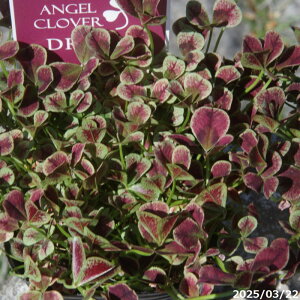 N@GWFN[o[ uh[v 3(9cm|bg) y|zyDh/K[fjO/񂹐Az