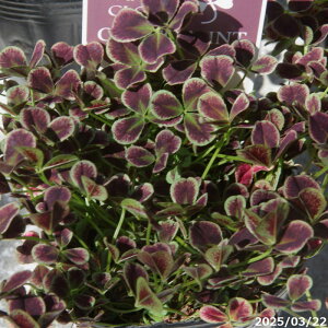 N@GWFN[o[ u`R~gv 3(9cm|bg) y|zyDh/K[fjO/񂹐Az