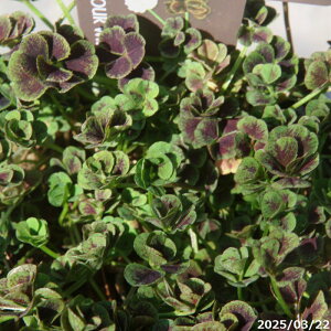 N@GWFN[o[ uOAXv 3(9cm|bg) y|zyDh/K[fjO/񂹐Az yR쑐z