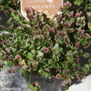 N@GWFN[o[ ufBv 3(9cm|bg) y|zyDh/K[fjO/񂹐Az yR쑐z