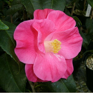 �ց@�c�@�g������@2�N���}�ؕc�@3�� �i���������엿�t�j�y�����A�`�D�����A���z�y�֕c �c�o�L�z�y�~�͑f�ށz�y���ԁz�y�Ԗ؁z�y�ց@�c�؁z