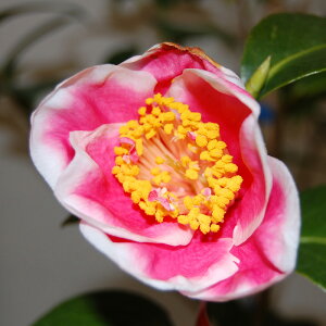 椿 苗 越天楽 4年生挿木苗 5号 H100-105cm (長期化成肥料付) 【半日陰〜好日性植物】【椿苗 ツバキ】【盆栽素材 茶花 花木】【椿 苗木】