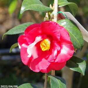  c@⍪i 5N}ؕc 6 H60-65cm i엿tj yA`DAzy֕c coLzy~͑f  Ԗ؁zy c؁z _kki