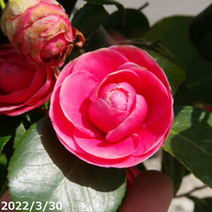 yNo.1709z c@ԋʁidj 12 A 115cm i엿tjyzyA`DAzy֕c coLzyA ؁zy Ԗ؁zyԁzy c؁z
