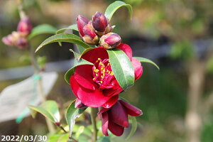 西洋椿 苗 黒椿 ナイトライダー 4年生挿木苗 5号(長期化成肥料付)【半日陰〜好日性植物】【椿苗 ツバキ】【盆栽素材】【花木】【椿 苗木】