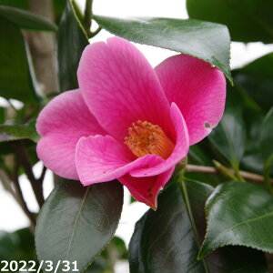 yiE_No.7395z c@g 12 200cm i엿tjyA`DAzy֕c coLzyA ؁zy Ԗ؁zyԁzyrXPcoL ̏zyց@c؁zy