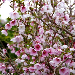苗 富士桜 植木 盆栽の人気商品 通販 価格比較 価格 Com