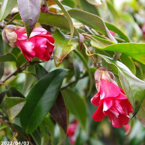 【10%OFFクーポン対象!〜10/30】【現品・一点物No.8277(No.8282)】椿 苗木 孔雀椿 接木苗 10号 仮植 高さ85-100cm (長期化成肥料付)【送料無料】【半日陰〜好日性植物】【椿苗 ツバキ】【植木